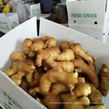 China fresh ginger export GAP quality ginger supply